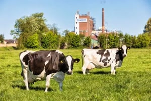 Koeien-in-de-wei-achtergrond-fabriek-web.jpg